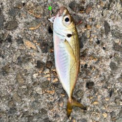 ジグサビキ　39