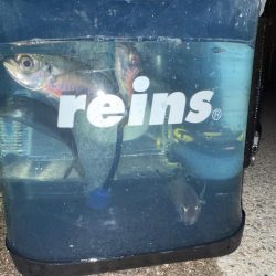 やっと、つ抜け達成