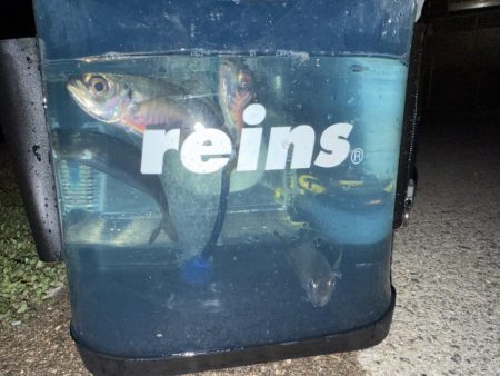 やっと、つ抜け達成