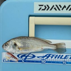 キス釣り、五目釣り