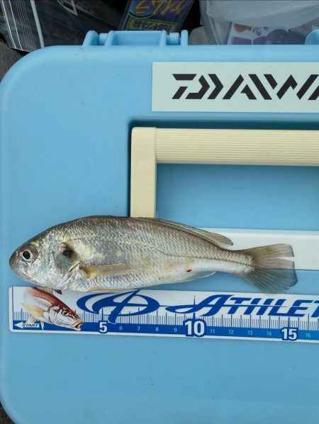 キス釣り、五目釣り