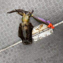 和歌山ティップラン