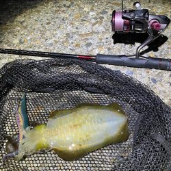 秋🦑　中々サイズが出ない😅