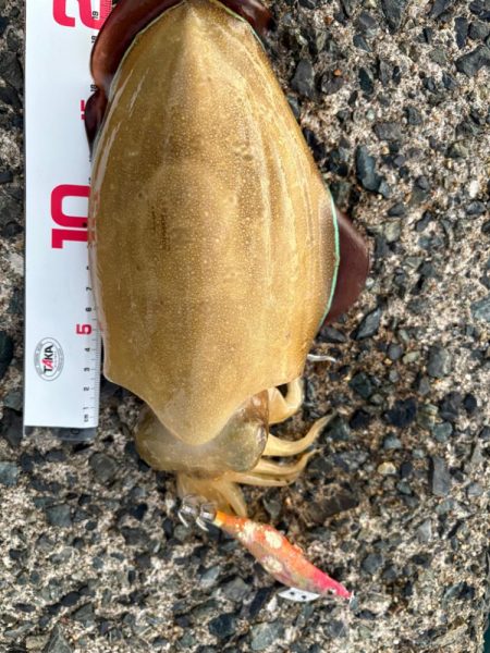 晩御飯の一品が…