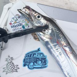 タチウオ/タチウオテンヤ