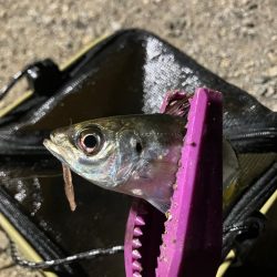 ドリフト豆アジング