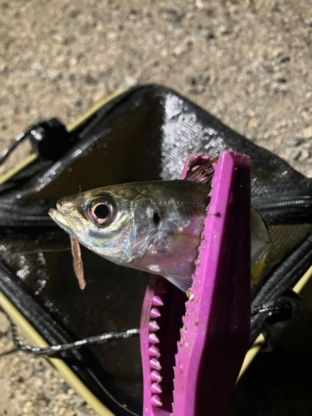 ドリフト豆アジング