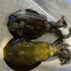 和歌山ティップラン