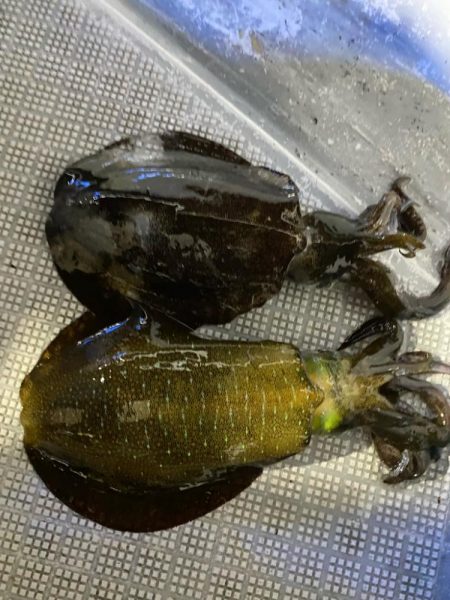 和歌山ティップラン