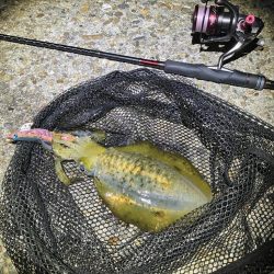 秋🦑　釣れれば楽しい🤗