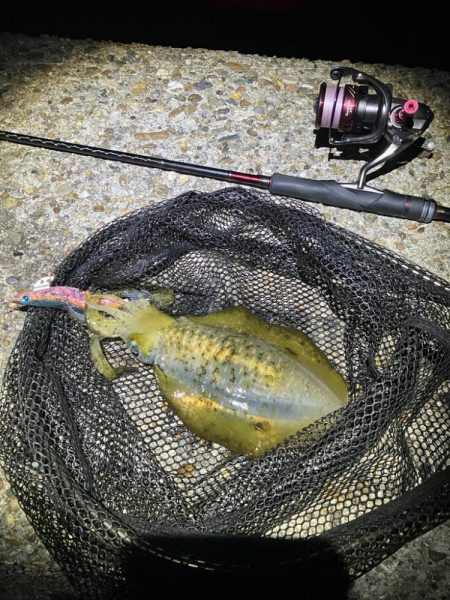 秋🦑　釣れれば楽しい🤗