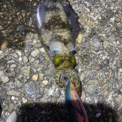 アジとアオリイカ