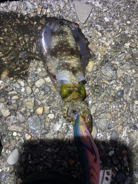 アジとアオリイカ