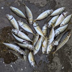 アジやセイゴが釣れてます