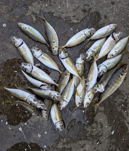 アジやセイゴが釣れてます