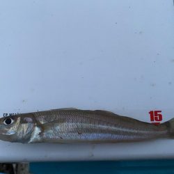 シロギスタ、カワハギスタ…マゴチスタ