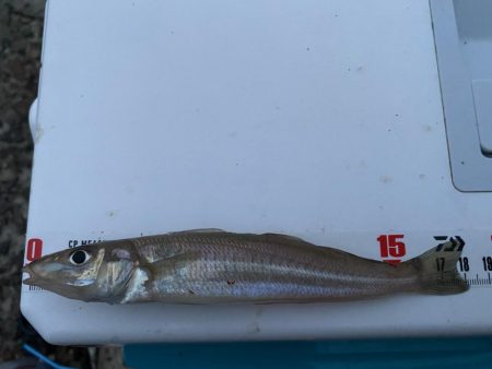 シロギスタ、カワハギスタ…マゴチスタ