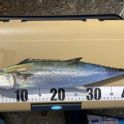 サゴシ祭り参加も貧打