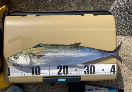 サゴシ祭り参加も貧打