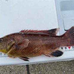 シロギスタ:カワハギスタ