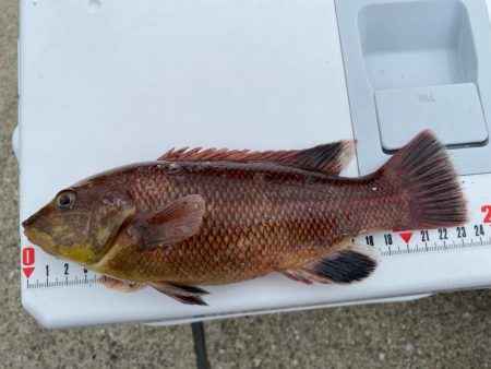 シロギスタ:カワハギスタ