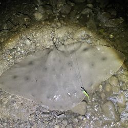 ツバクロエイ？