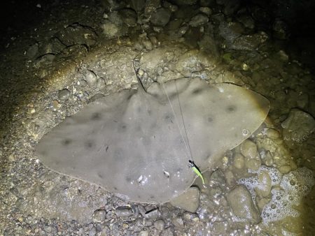 ツバクロエイ？