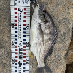 まだまだチヌトップ