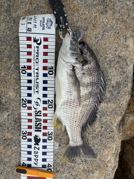 まだまだチヌトップ