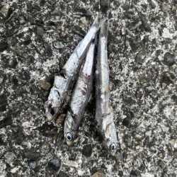 サゴシ祭り再来?