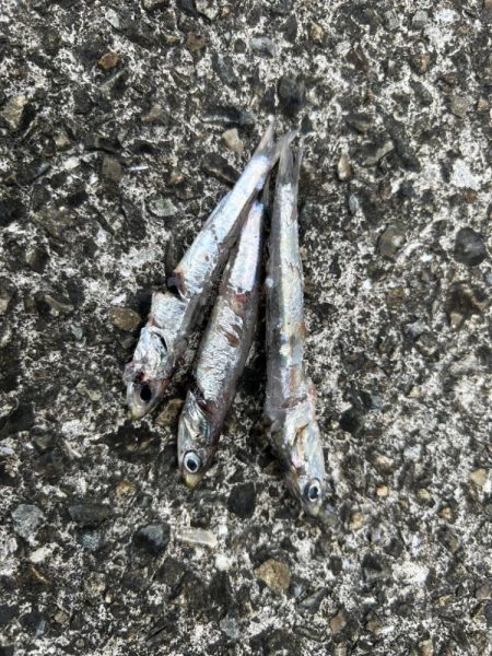 サゴシ祭り再来?