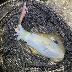 秋🦑　潮が大事！😊