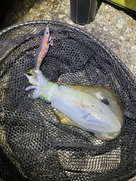 秋🦑　潮が大事！…