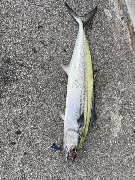 ショアジギング