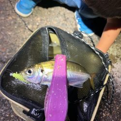 月夜の豆アジング