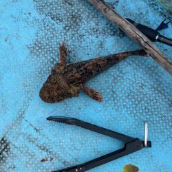 ダイソーインチク