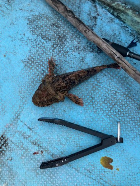 ダイソーインチク