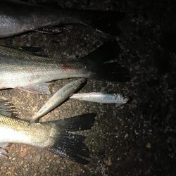 腕パンパン！1時間で60up4本初釣果