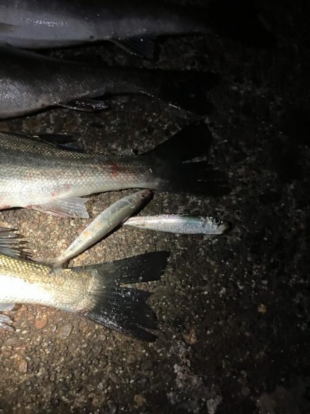 腕パンパン！1時間で60up4本初釣果