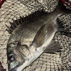 ヘチってきました