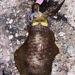 朝活4時から5時エギング