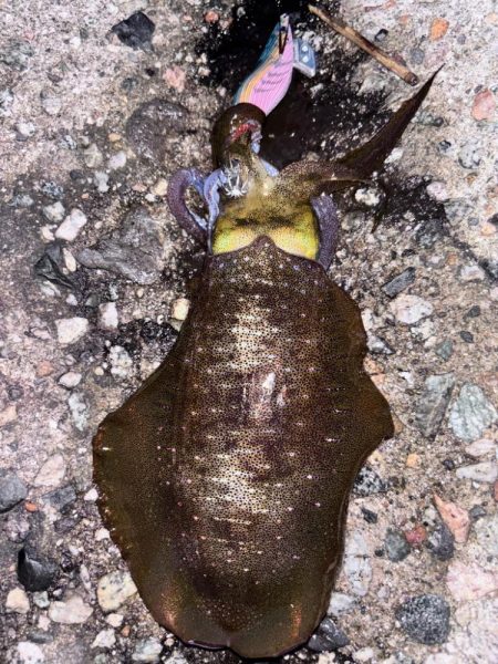 朝活4時から5時エギング