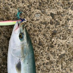 久しぶりのハマチ