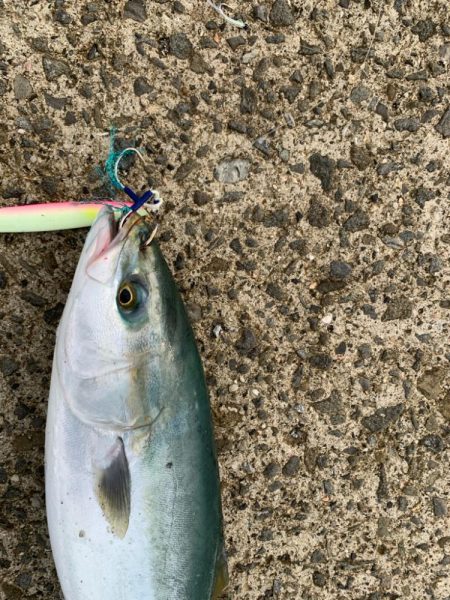 久しぶりのハマチ