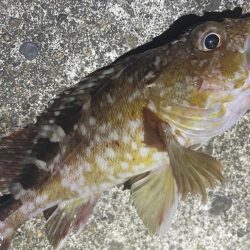 南港、舞洲調査