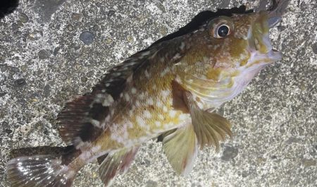 南港、舞洲調査