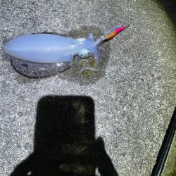 夜エギング好調〜