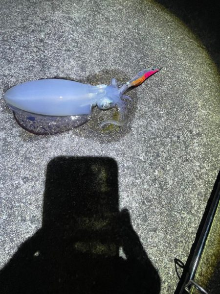 夜エギング好調〜