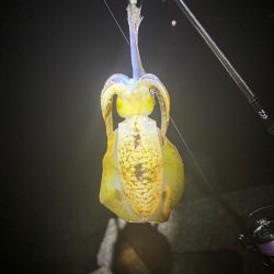 大阪秋エギング