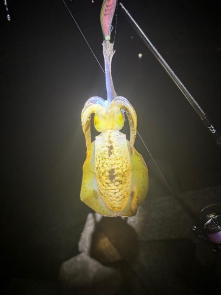 大阪秋エギング